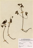 藏品(單花牻牛兒苗)的圖片